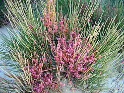 Ephedra fragilis