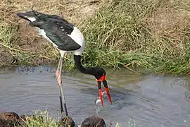 Jabirú africano capturando un pez gato