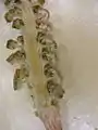 Corte longitudinal de estróbilo de Equisetum arvense  Se observan los esporangios colgando hacia adentro de los esporangióforos peltados.