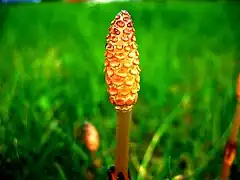 Estróbilo joven de Equisetum arvense Se observan los esporangios colgando hacia adentro de los esporangióforos peltados. Planta preservada en líquido..