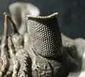 Ojo de trilobite formado de calcita.