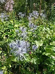 Eryngium alpinum