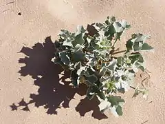 cardo marítimo (Eryngium maritimum).