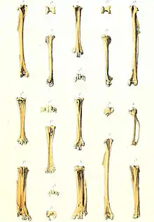 An illustration of bird bones laid out in vertical rows