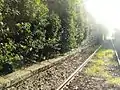 Túnel de vegetación formado por el abandono.