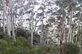 Eucalyptus oreades las Montañas Azules, Nueva Gales del Sur