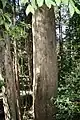 Tronco de Eucalyptus oreades en las Montañas Azules