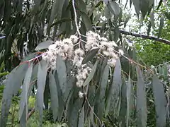 Eucalyptus perriniana pendula