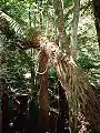 Palo Rosa creciendo como hemiepfita en un Árbol Helecho Suave en el Parque Nacional Monga