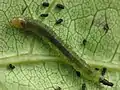 Larva dentro de su refugio en una hoja