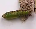 Pupa