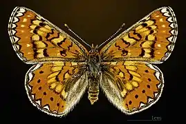 Euphydryas desfontainii desfontainii ♂