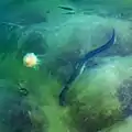Anguila, en peligro crítico de extinción.