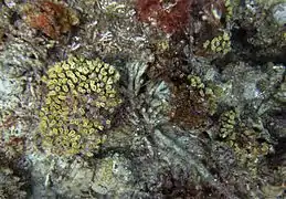 Creciendo entre escombros de coral muerto