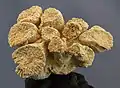 Fósil de coral (Gyrodendron lobatum).