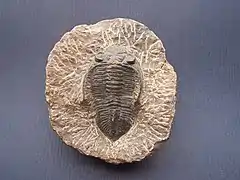 Fósil de trilobites.
