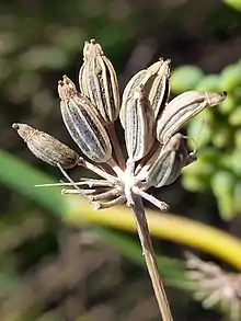 Esquizocarpos de mericarpios en Apiaceae. En esta familia el esquizocarpo consta de dos mericarpios unidos por un carpóforo. Los dos mericarpios se separarán a la madurez.