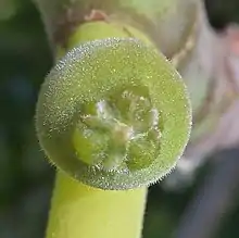 Hipantodio justo antes de la antesis (en este caso la apertura del poro, u ostíolo, del receptáculo formando un recipiente, en la foto el ostíolo cerrado en primer plano), en el higo comestible, Ficus carica.