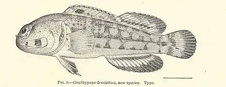 Opistognathus dendriticus