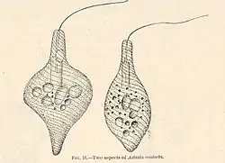 Astasia contorta (Aphagea)