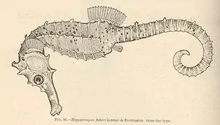 Hippocampus fisheri