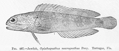 Opistognathus macrognathus