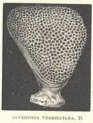 Imagen del coralum de Alveopora verrilliana, 1890