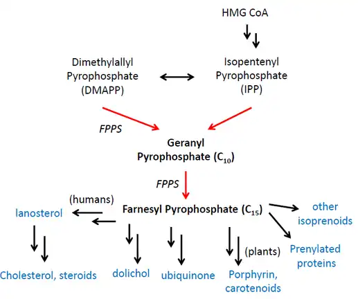 FPPS Biosynthetic Pathways