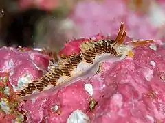 Facelina quadrilineata