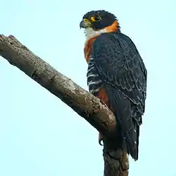 Falco deiroleucus - Orange-breasted Falcon