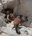 Polluelos de Cernícalo primilla en Stellagama stellio, desierto de Negev, Israel