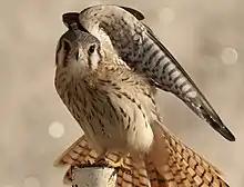 Cernícalo (Falco sparverius cinnamonimus).