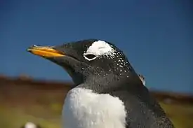 Pingüino papúa.