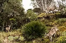Venados de cola blanca,¿parque nacional natural Chingaza, 2016