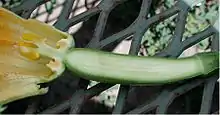 Ovario ínfero con hipanto en el zucchini, de la especie Cucurbita pepo. En cucurbitáceas típicamente el ovario se describe como ínfero con hipanto; estando los estambres insertos a diferentes alturas del tubo perigonial según el género.