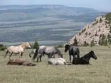 Feral Caballos en el Pryor Montaña Gama Caballar Salvaje en Montana