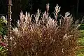 Miscanthus sinensis 'Ferner Osten'