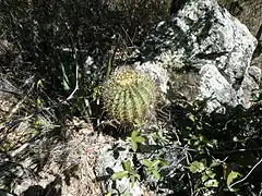 Cactácea (Ferocactus histrix), en Metztitlán.