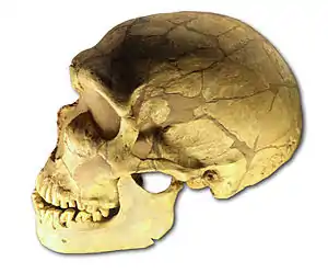 La Ferrassie 1 es el cráneo neanderthal más completo del registro fósil.