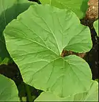 Cucurbita maxima: Hoja.