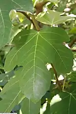 Hoja de 'Brown Turkey' en United States Botanic Garden.