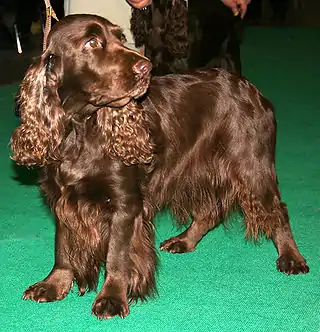 Spaniel de campo