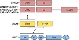 Dominios de las distintas subunidades que forman parte del complejo CBM.