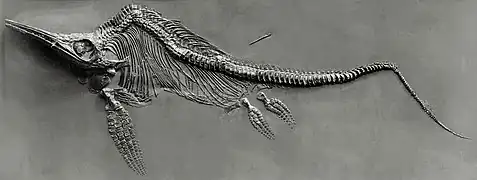 Ictiosaurio (Jurásico)