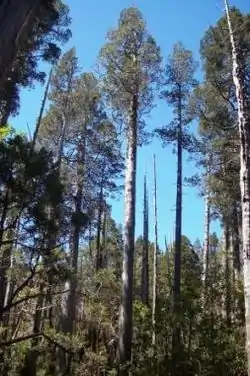 Lahuán o la conífera llamada alerce patagónico, en Chubut.