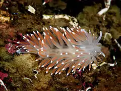 Flabellina pellucida