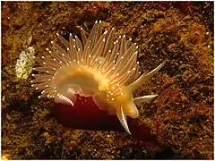 Flabellina trophina