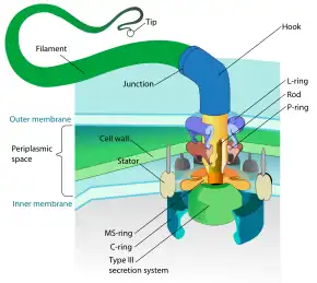 Diagrama de un flagelo bacteriano