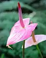 Lirio flamenco (Anthurium andraeanum') en el Jardín Botánico de Estados Unidos