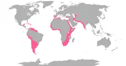 Distribución de las especies vivientes de esta familia.